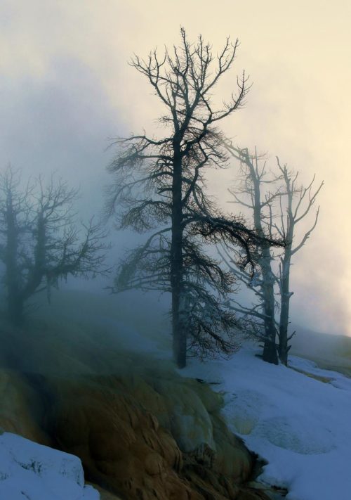 Drifting late December mist, Yellowstone National Park, Montana. ~ © Lynne Simons Photography