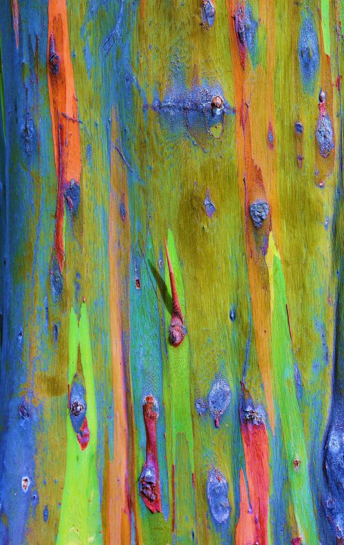 Rainbow Eucalyptus in January~ Colors in peeling bark of the Rainbow Eucalyptus in Maui, Hawaii ~ © Lynne Simons Photography